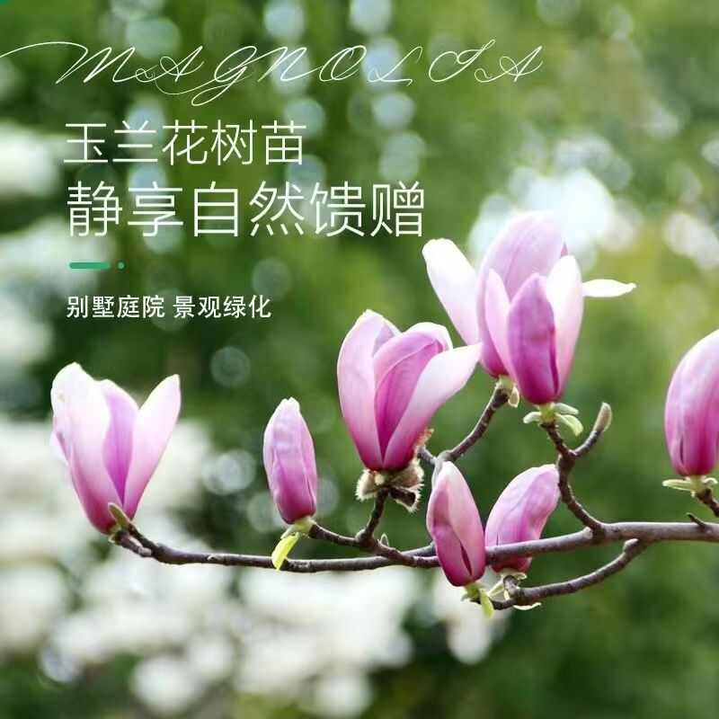 批发销售1-5公分白玉兰紫玉兰黄玉兰品种玉兰苗家庭工程采购