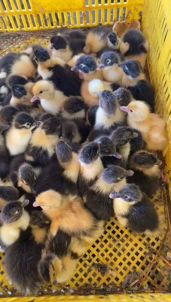 大种番鸭苗花番鸭苗鸳鸯鸭苗红脸鸭苗~州注射疫苗发货