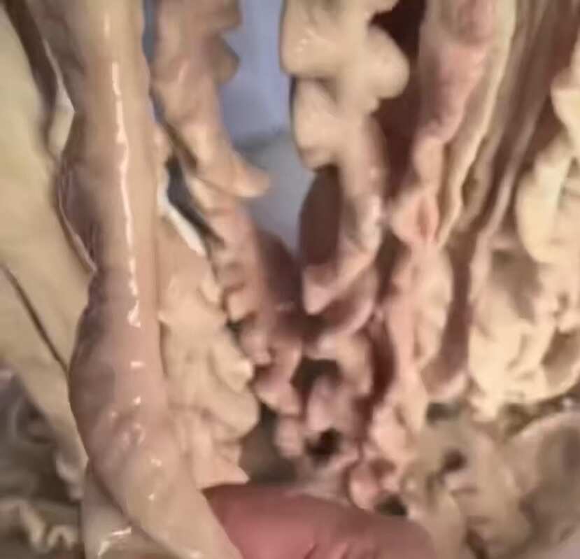 新鲜去油90上预煮肥肠、支持全国物流