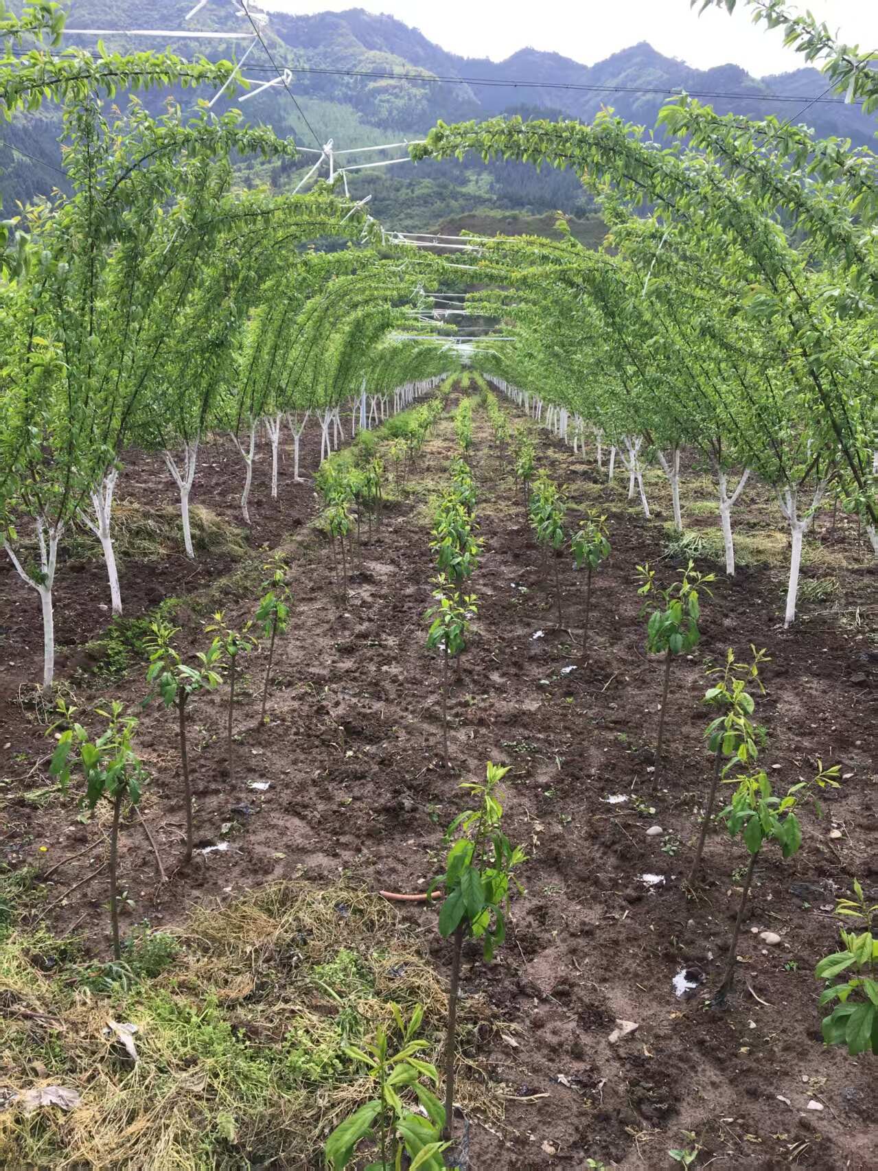 蜂糖李树苗，基地直发，品种纯正，做诚信生意