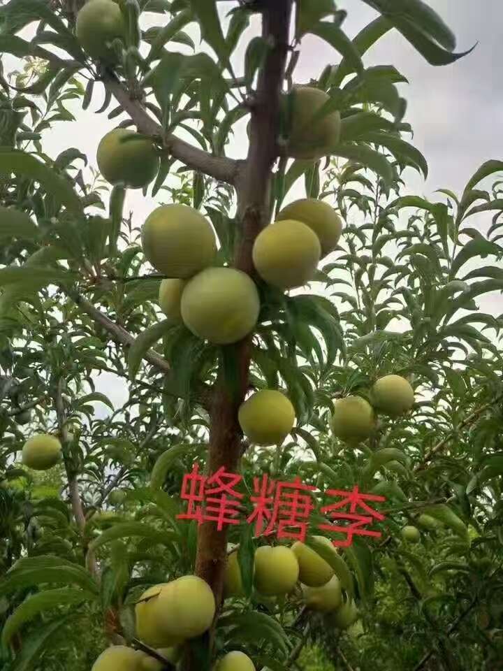 蜂糖李树苗，基地直发，品种纯正，做诚信生意