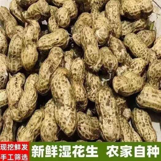2025年新鲜出土花生