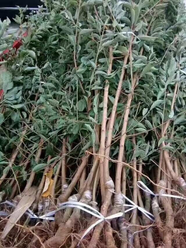 蜂糖李树苗，基地直发，品种纯正，做诚信生意
