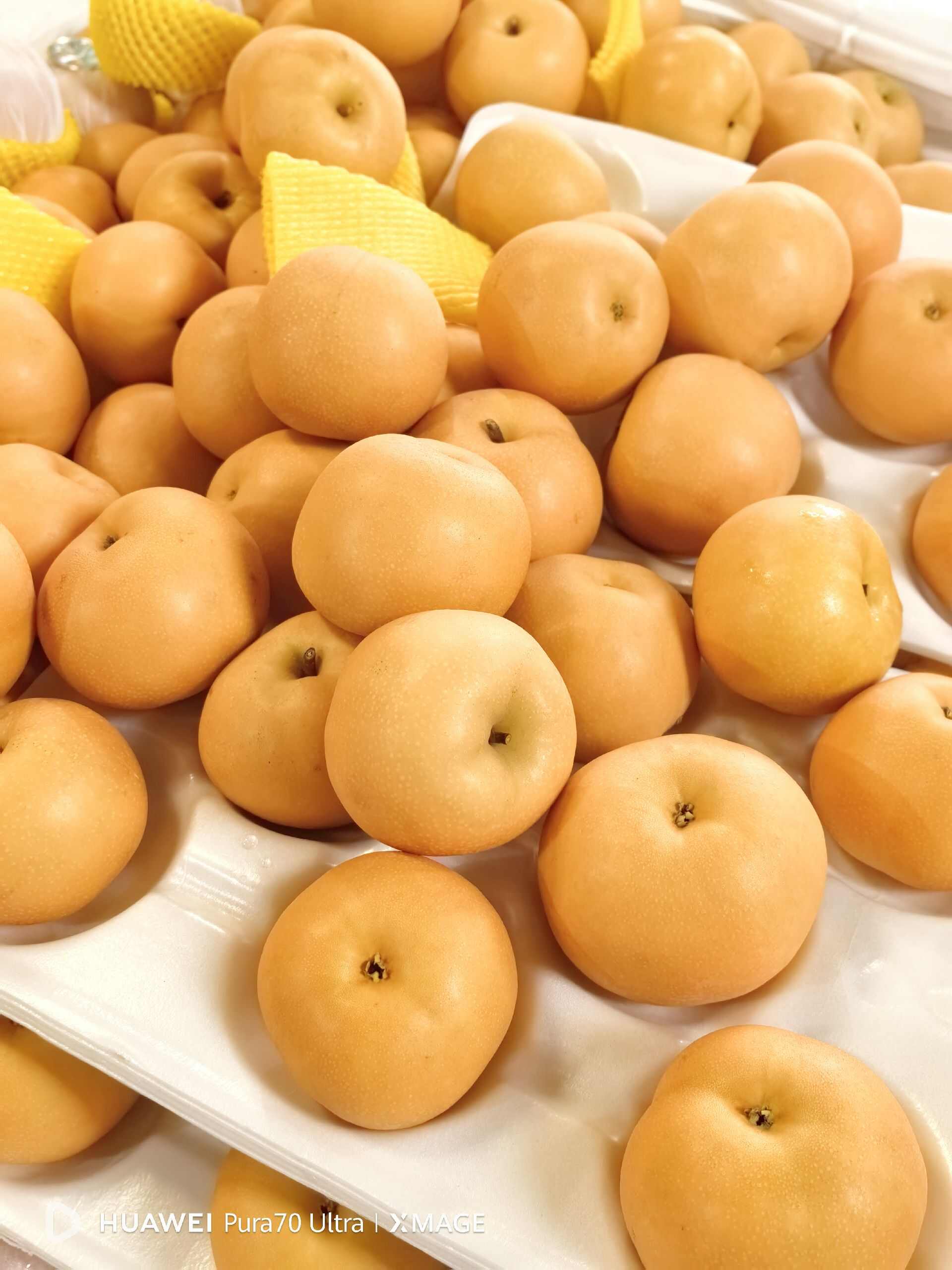 精品莱阳秋月梨，打包发货中，各种包装，欢迎新老客户前来选购