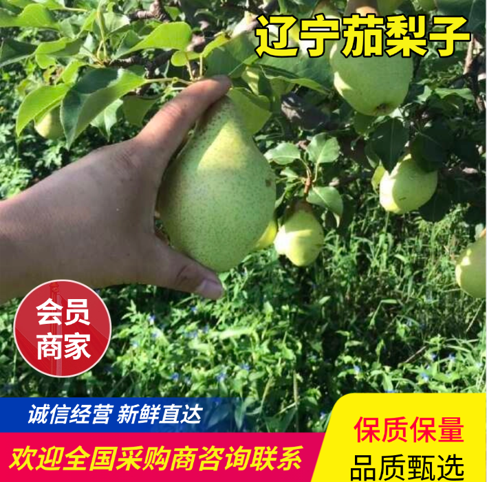 辽宁茄梨上市啦，新鲜现发，品质保障，我这儿货源规格齐全