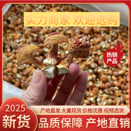 姬松茸、品质保证、各种规格齐全、量大，从优！！实力为您对接