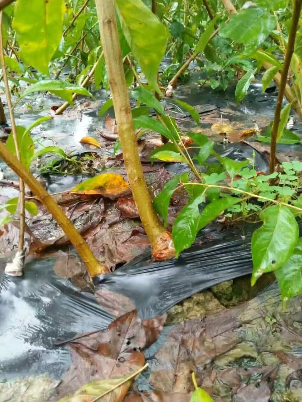 蜂糖李树苗，基地直发，品种纯正，做诚信生意