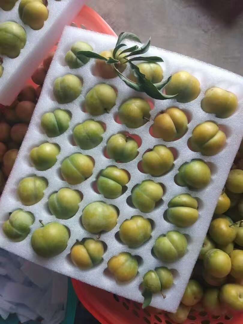 蜂糖李树苗，基地直发，品种纯正，做诚信生意