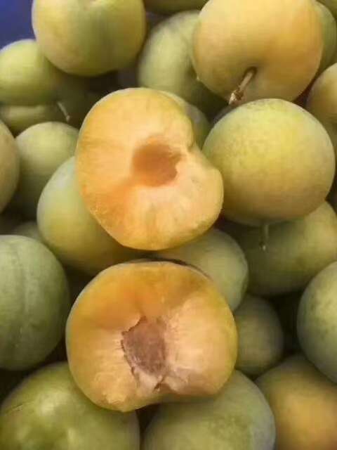 蜂糖李树苗，基地直发，品种纯正，做诚信生意