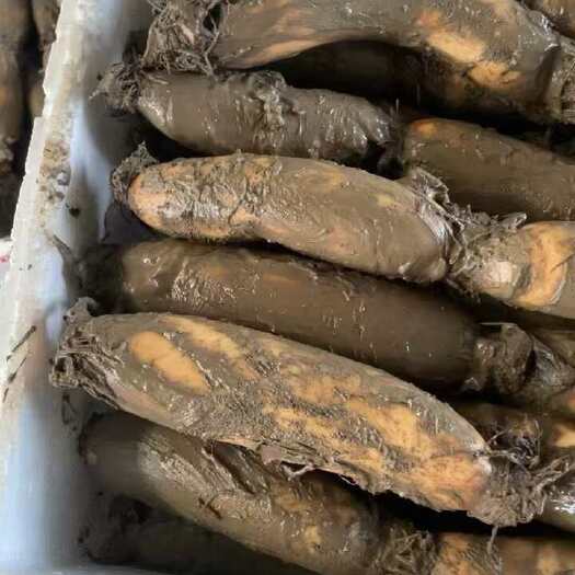 洪湖粉藕整节藕 批发商供应