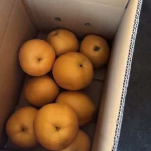 湖南金秋梨