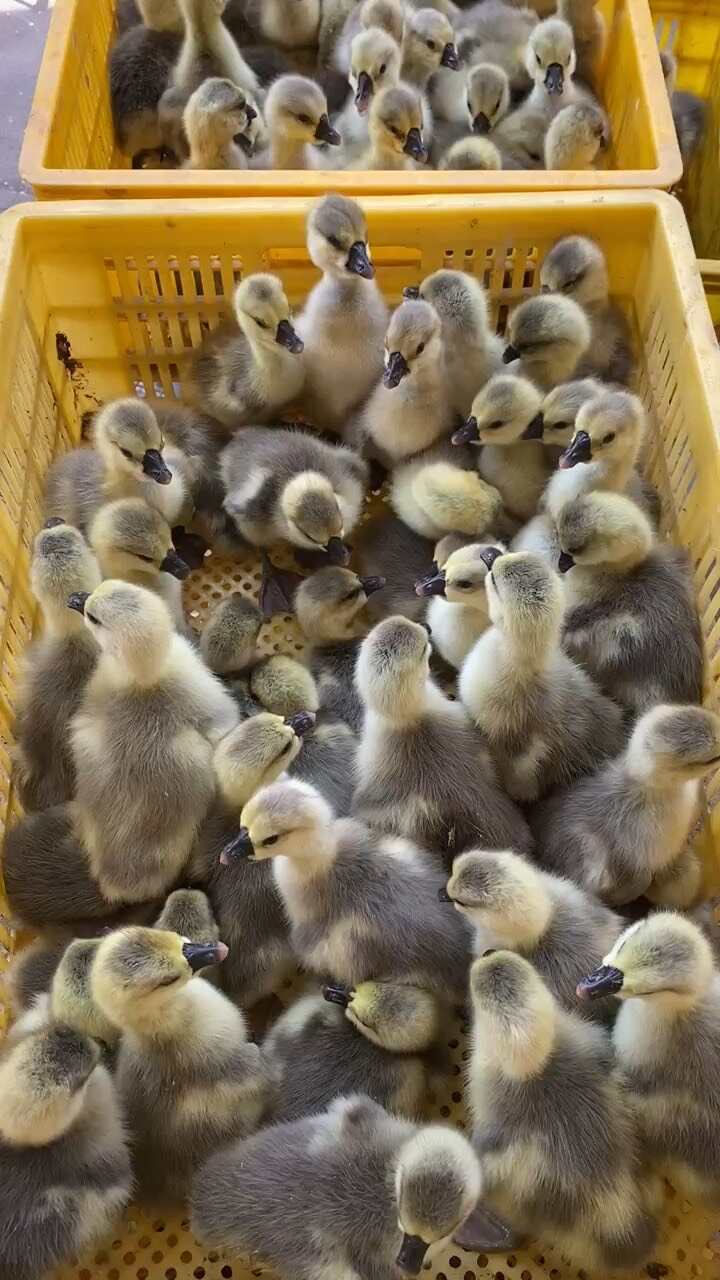 纯种狮头鹅苗大种狮头鹅苗灰狮头鹅苗~西