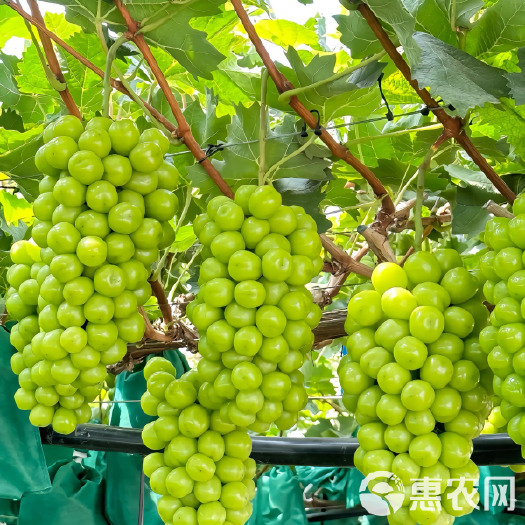 精品阳光玫瑰皮薄肉厚颗粒大糖度18脆甜无籽多汁农户基地直供