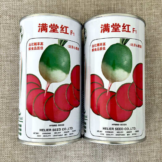 济南北京满堂红水果萝卜 心里美萝卜种子 早熟红肉基地品 春秋种植