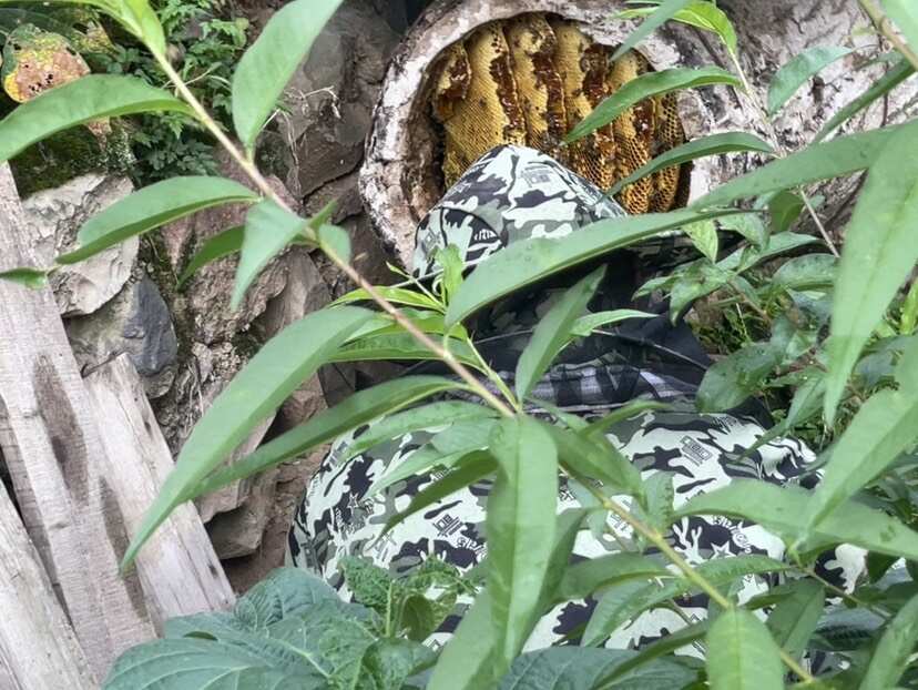 天然土蜂蜜（假一赔十）
