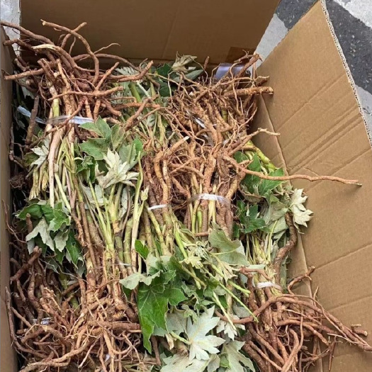 峨边县【大通草苗】带苗发货基地直发 提供种植技术