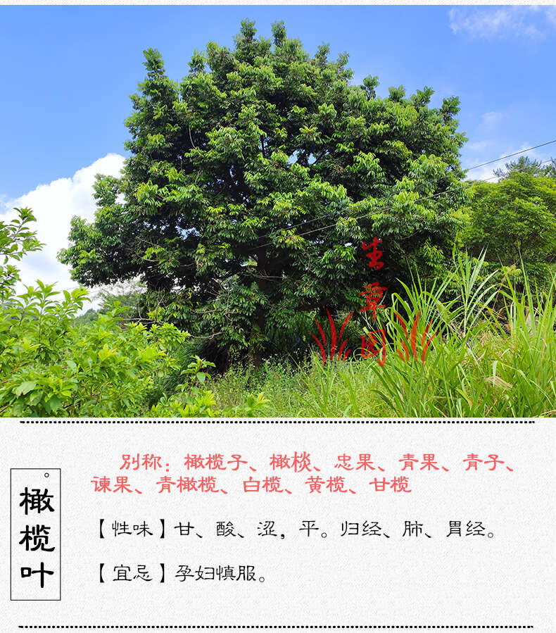 橄榄叶 中药材 中草药 原料 批发