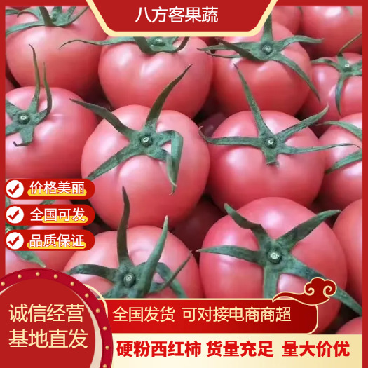 莘县硬粉西红柿 山东莘县 产地直销 可对接市场商超