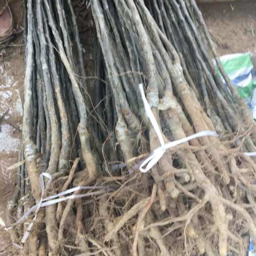 黄金梨苗，嫁接果树苗，南北方种植，提供技术指导