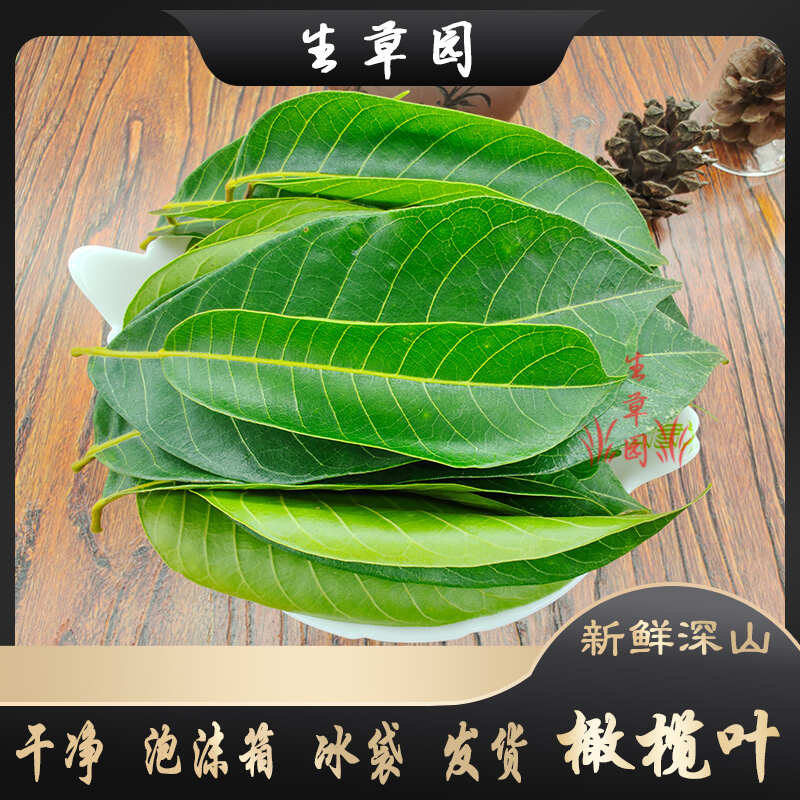 橄榄叶 中药材 中草药 原料 批发