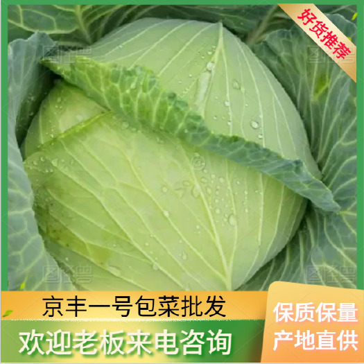 天门市包菜 新鲜采摘 货源充足 价格美丽 对接全国各地