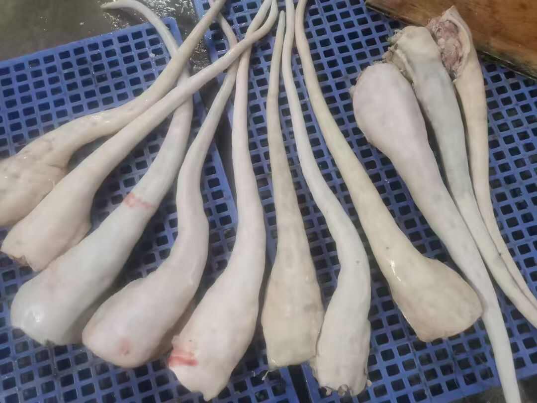 新鲜牛尾 白白胖胖 价格可谈 需要联系有量