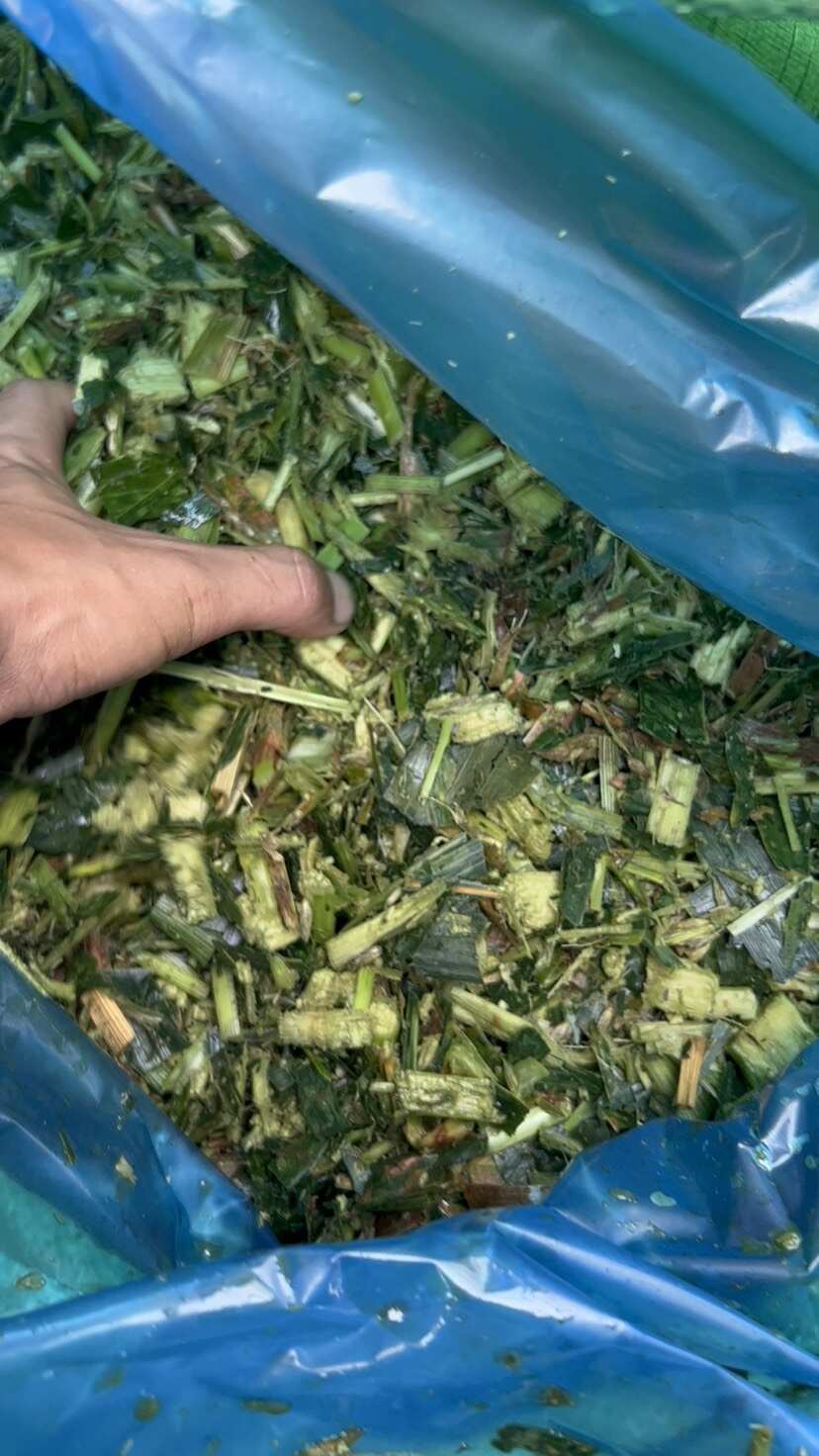 青储甜玉米秸秆