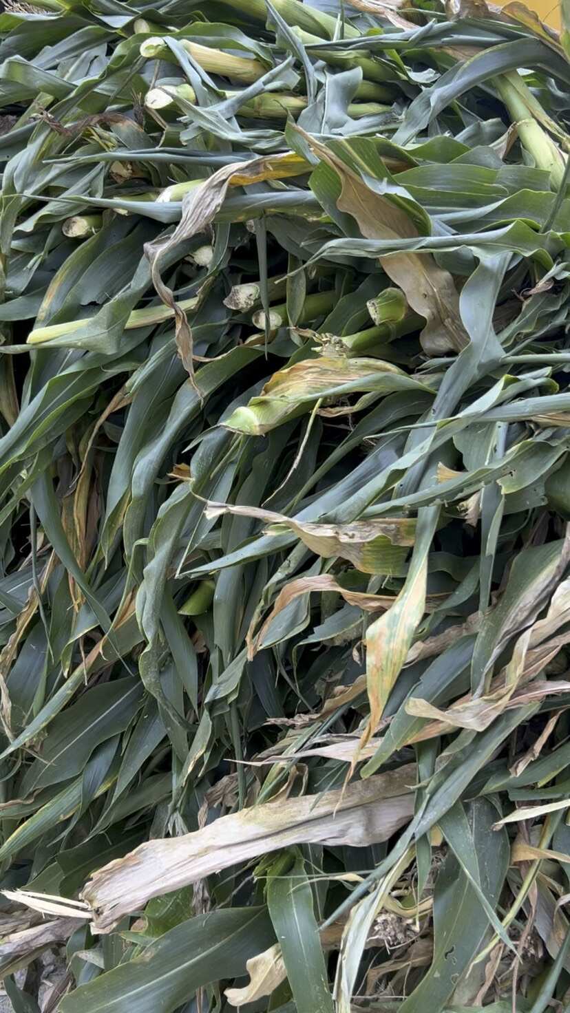 新鲜甜玉米秸秆草料