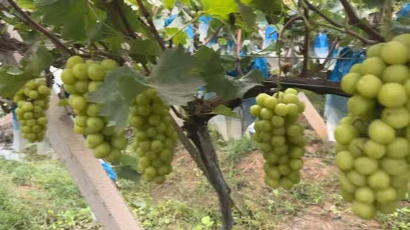 阳光玫瑰  10克起   一百亩  低糖16