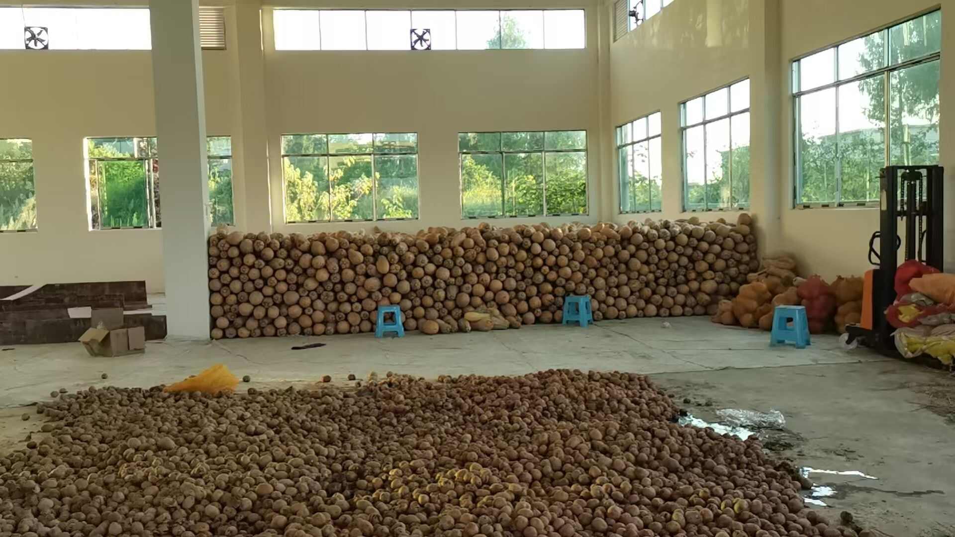 贵州铜仁 千亩密本南瓜大量上市