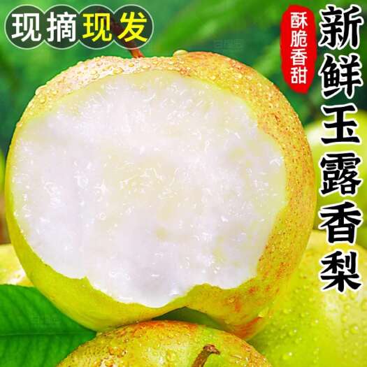 大荔县陕西玉露香梨一件代发产地直发一手货源对接各大电商平台