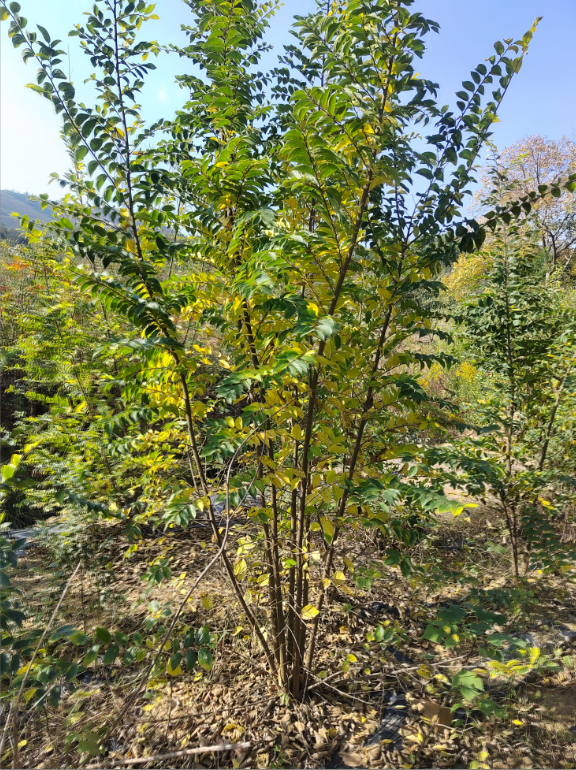 丛生朴树两年苗 苗木基地直供