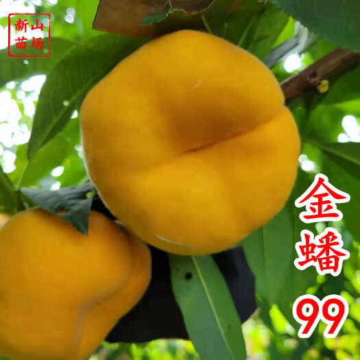 嵊州市中蟠7号桃苗 金蟠99郑果所早熟新品种黄金蟠中蟠102桃树苗