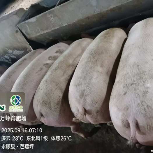 生态散养三元猪肥猪品种优良防疫齐全运输包活规格多可视频选货