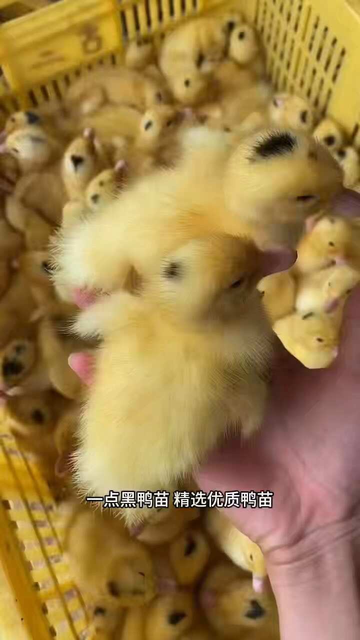 一点黑鸭苗桂柳白鸭苗花边鸭苗～西