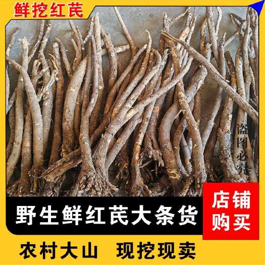 宕昌县红芪鲜货批发现挖现卖纯红芪味浓自然生长红芪
