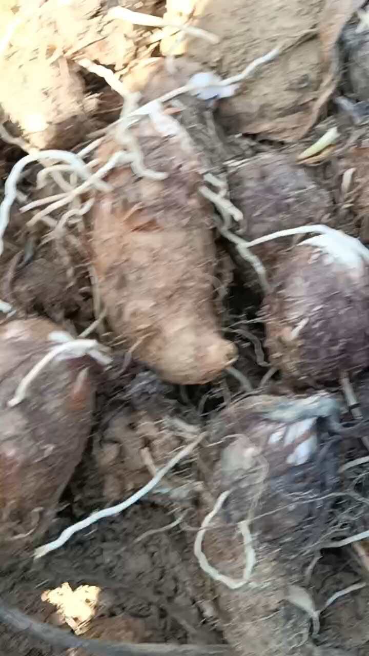 芋头，红芽芋头，几百亩