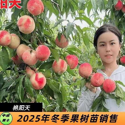 平顶山艳阳天红毛桃 7月上旬成熟 果面鲜红透亮果肉细腻