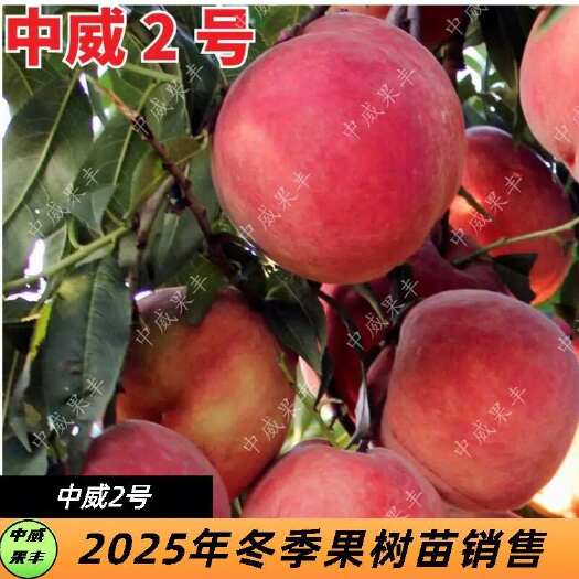 平顶山中威二号红毛桃 6月上中旬 产量高耐储运