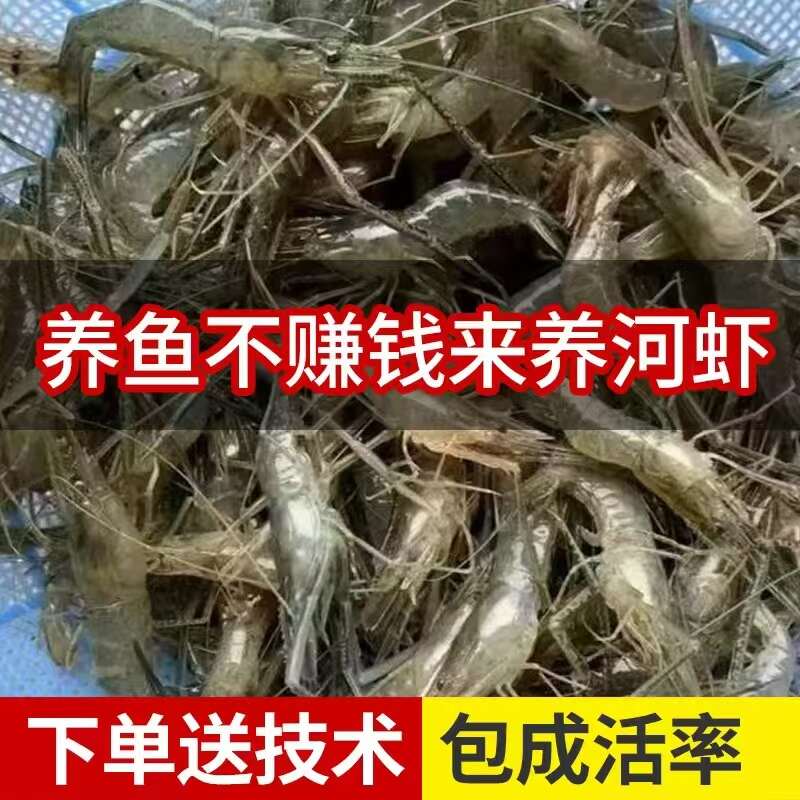 河虾苗，保活包损，提供技术指导