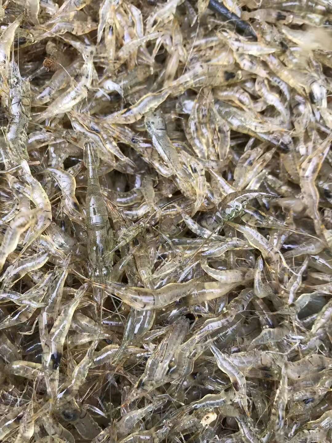 河虾苗，保活包损，提供技术指导