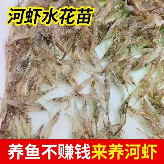 临沂河虾苗，基地直销，提供养殖技术，保质保量