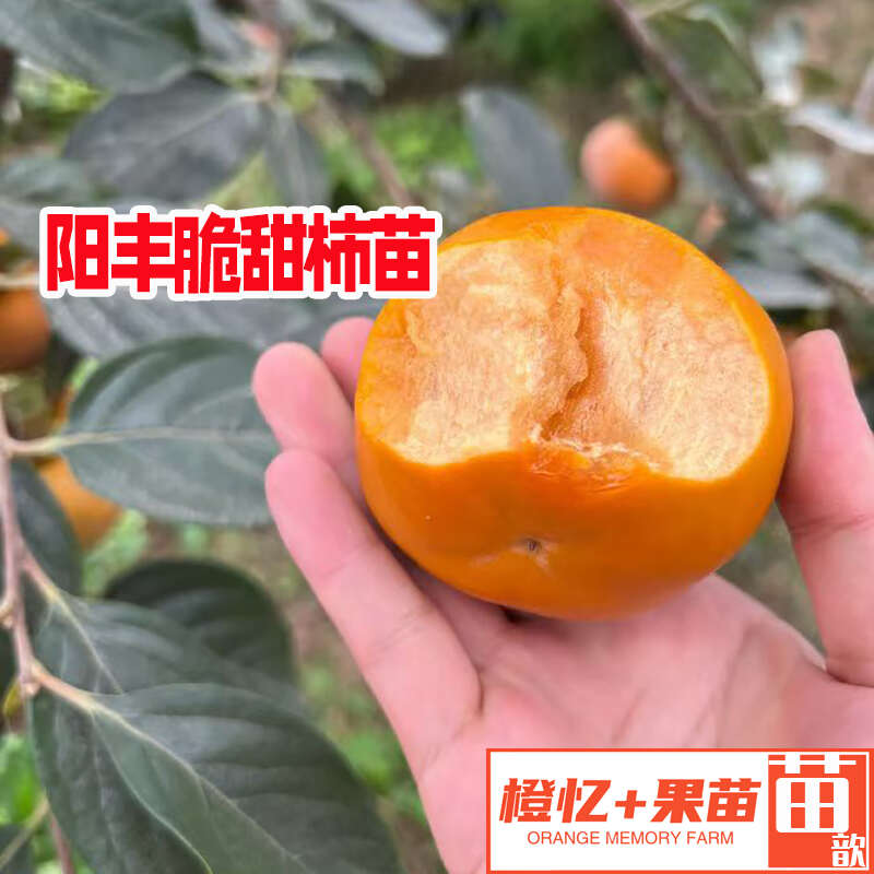 阳丰脆甜柿子苗【零售+批发】橙忆家果苗基地直销