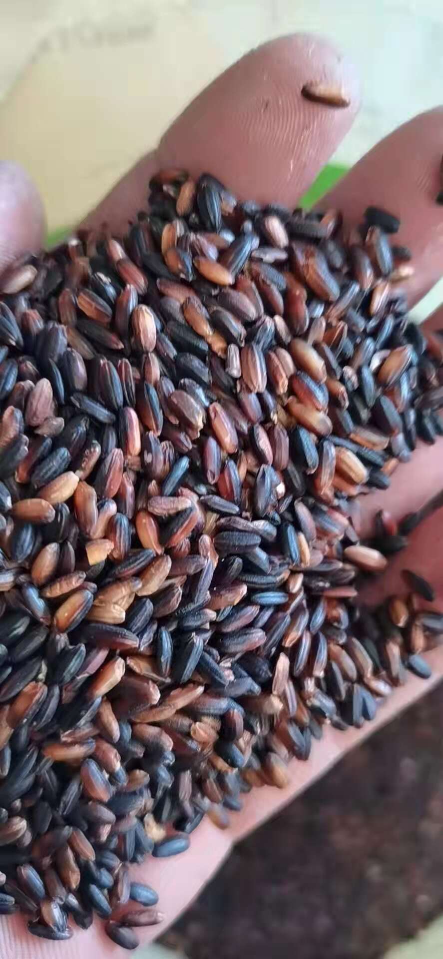 厂家直销血糯米（黑糯米）糯性好，颗粒饱满，均匀，规格齐全