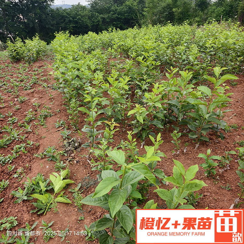 阳丰脆甜柿子苗【零售+批发】橙忆家果苗基地直销