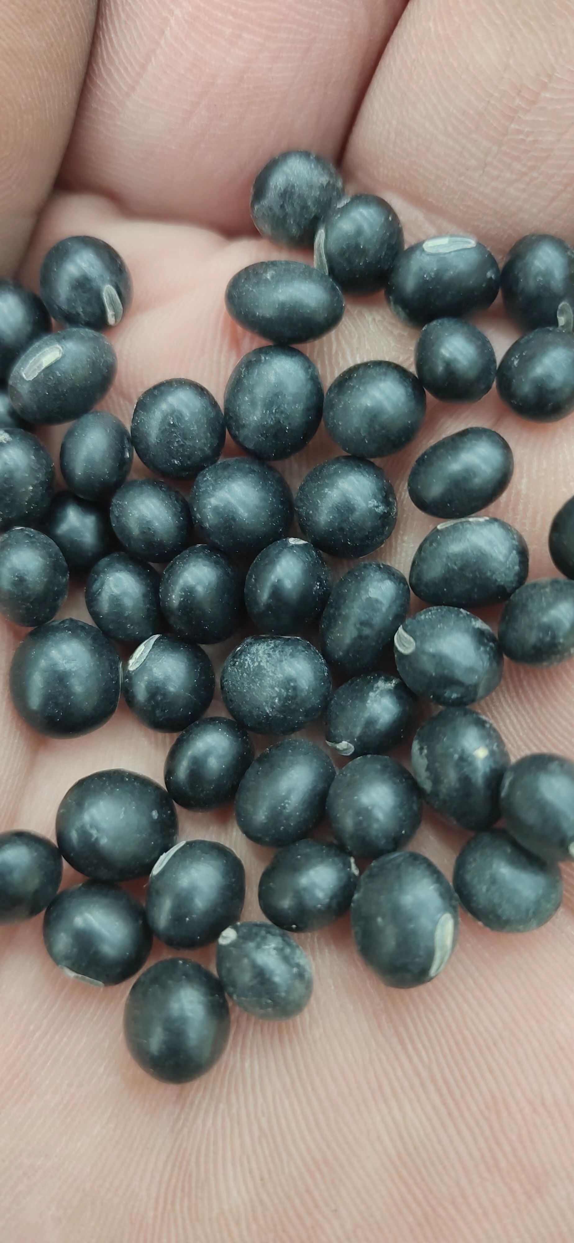 青仁、黄仁、青芯、大粒、中粒黑豆，小粒黑豆规格齐全