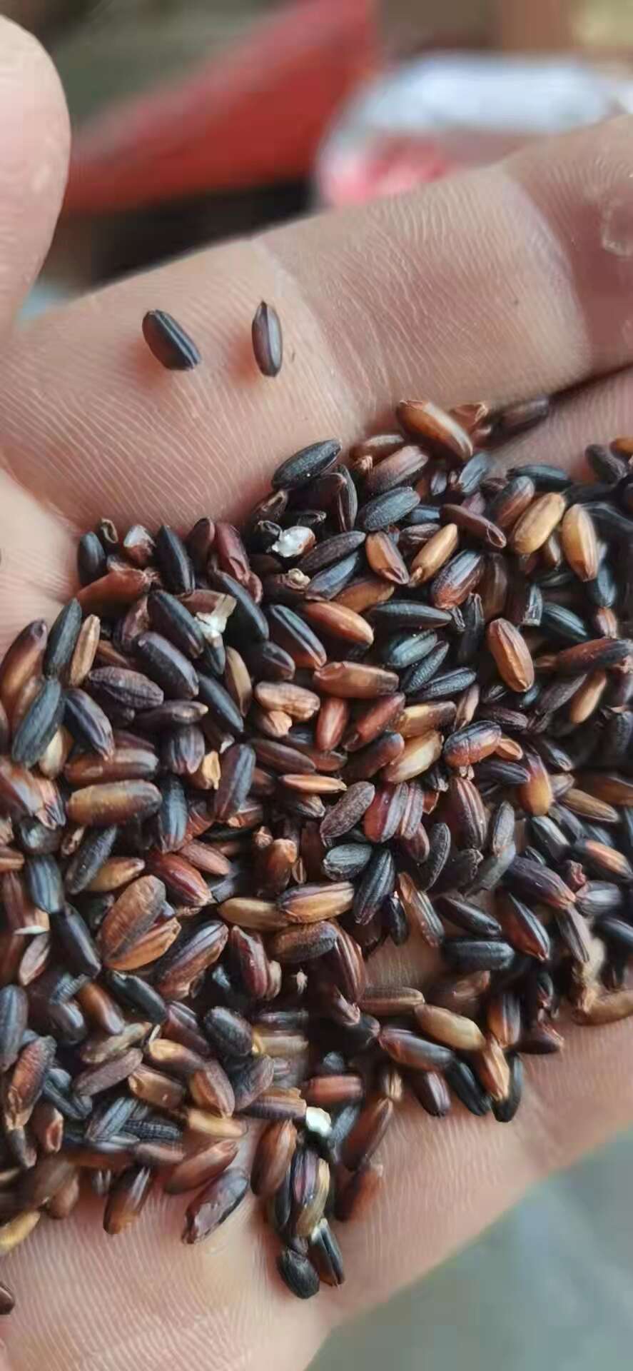 厂家直销血糯米（黑糯米）糯性好，颗粒饱满，均匀，规格齐全