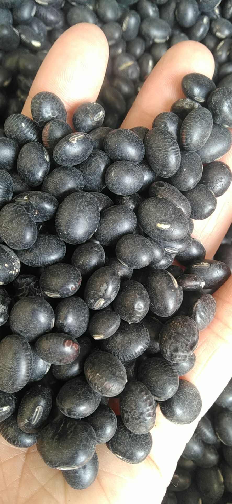 青仁、黄仁、青芯、大粒、中粒黑豆，小粒黑豆规格齐全