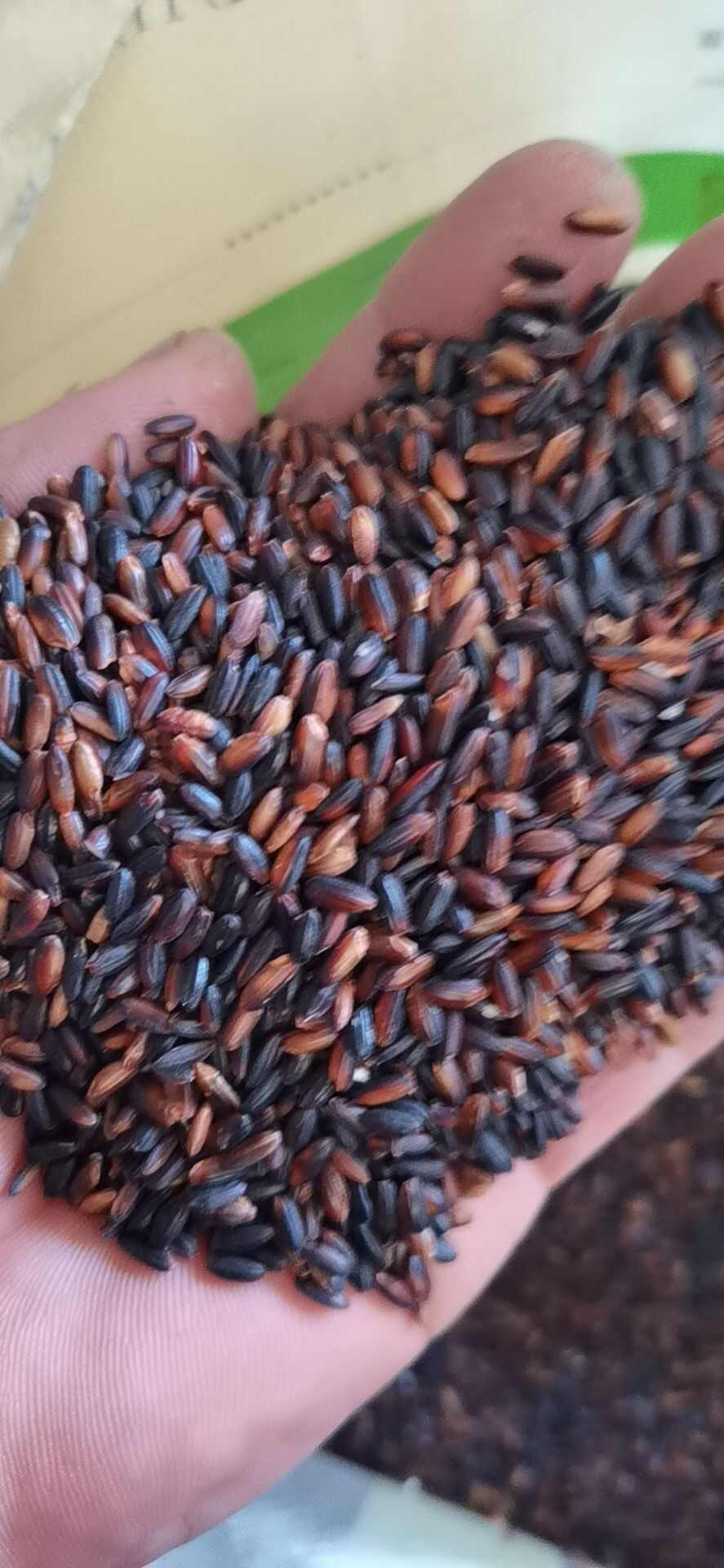 厂家直销血糯米（黑糯米）糯性好，颗粒饱满，均匀，规格齐全