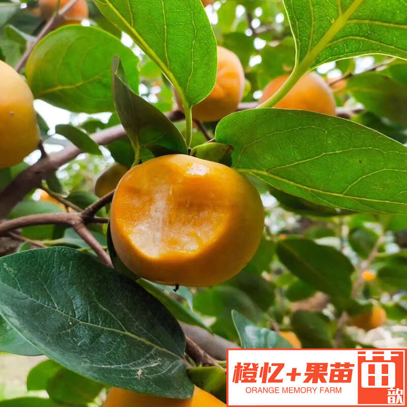 阳丰脆甜柿子苗【零售+批发】橙忆家果苗基地直销